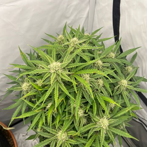 Amnesia Zkittlez Auto growlog timeline photo