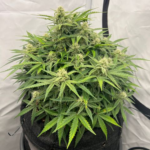 Amnesia Zkittlez Auto growlog timeline photo