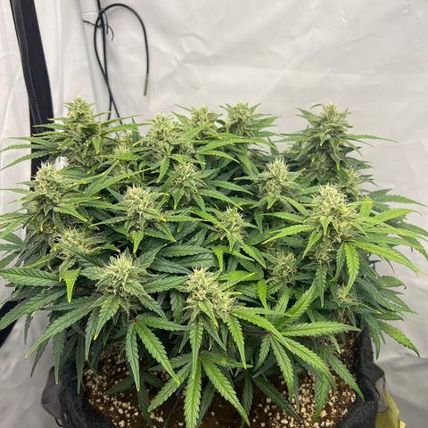 Wedding Cheesecake ❤️ growlog timeline photo