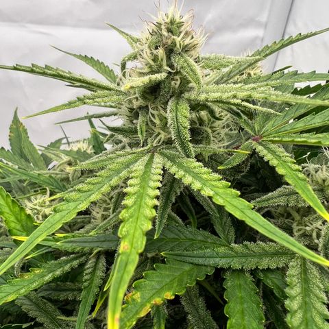 Amnesia Zkittlez Auto growlog timeline photo