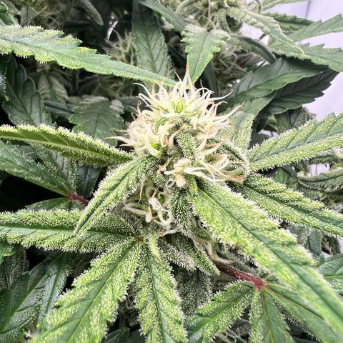 Amnesia Zkittlez Auto growlog timeline photo