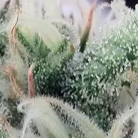 Amnesia Zkittlez Auto growlog timeline photo