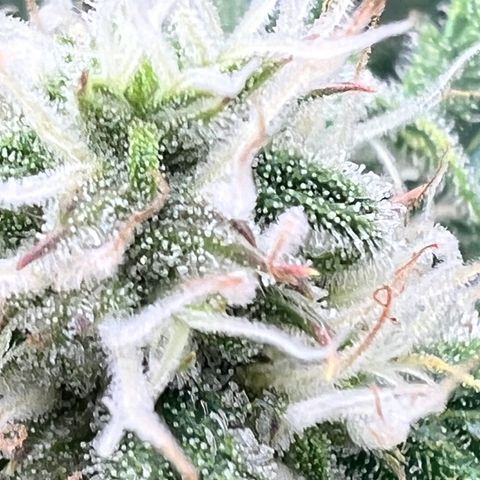 Amnesia Zkittlez Auto growlog timeline photo