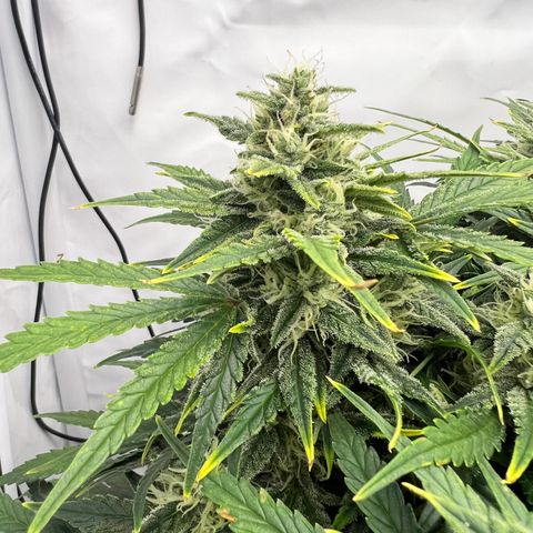 Wedding Cheesecake ❤️ growlog timeline photo