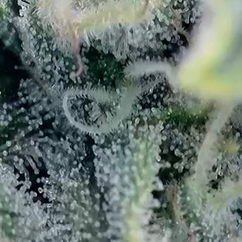 Wedding Cheesecake ❤️ growlog timeline photo