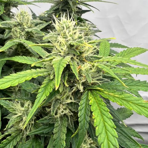 Wedding Cheesecake ❤️ growlog timeline photo