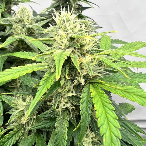 Wedding Cheesecake ❤️ growlog timeline photo