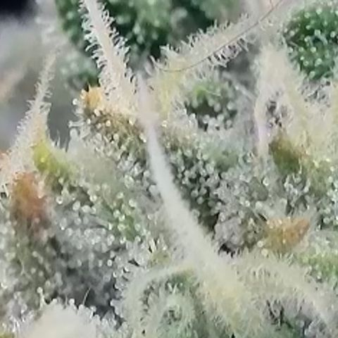 Wedding Cheesecake ❤️ growlog timeline photo