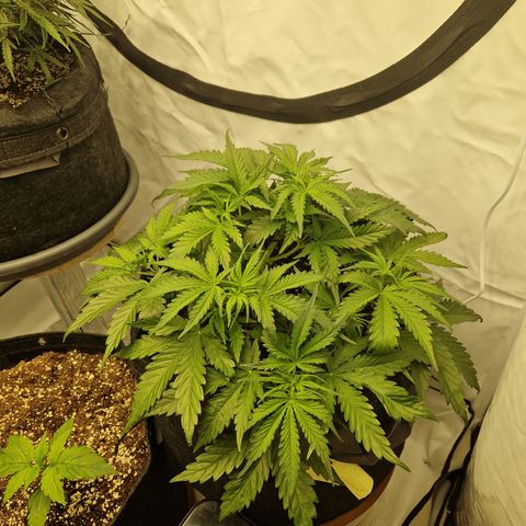 Epic Buzz growlog timeline photo