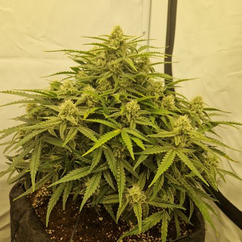 Amnesia Zkittlez Auto growlog timeline photo