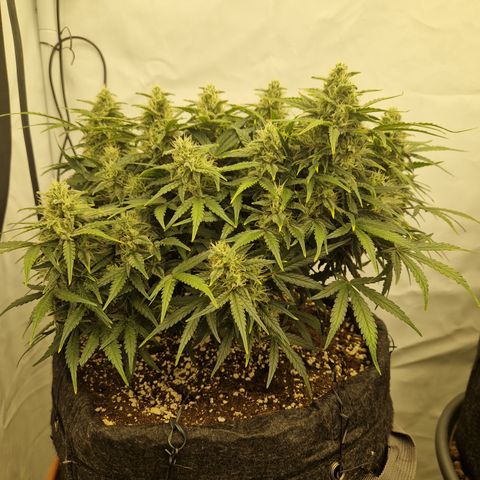 Wedding Cheesecake ❤️ growlog timeline photo