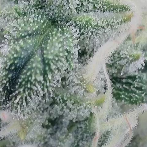 Wedding Cheesecake ❤️ growlog timeline photo