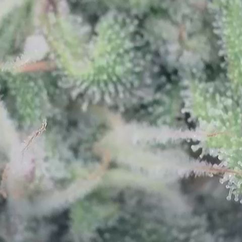 Amnesia Zkittlez Auto growlog timeline photo