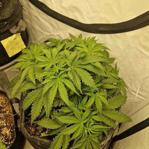 Epic Buzz growlog timeline photo