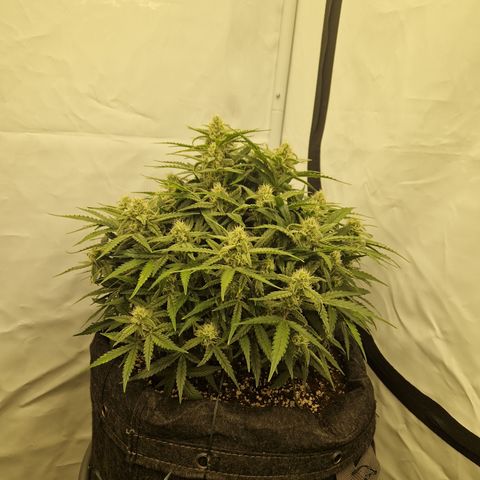 Amnesia Zkittlez Auto growlog timeline photo
