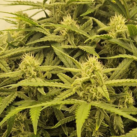 Amnesia Zkittlez Auto growlog timeline photo