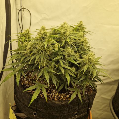 Wedding Cheesecake ❤️ growlog timeline photo
