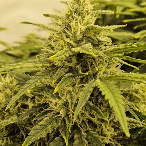 Wedding Cheesecake ❤️ growlog timeline photo