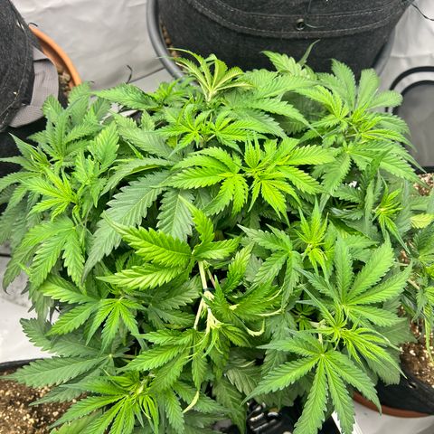 Epic Buzz growlog timeline photo
