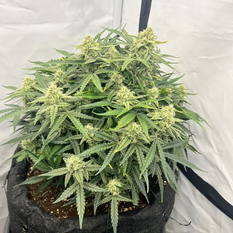Amnesia Zkittlez Auto growlog timeline photo