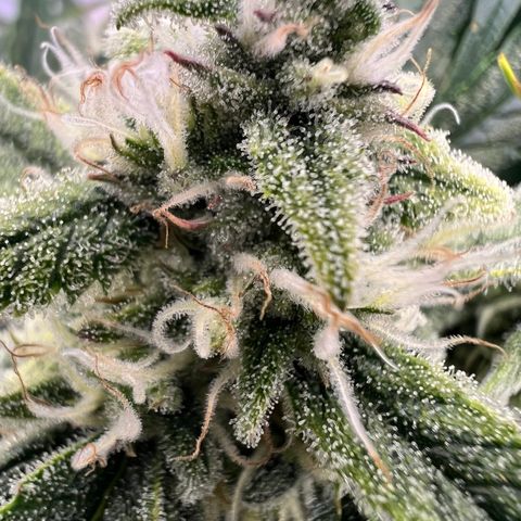 Amnesia Zkittlez Auto growlog timeline photo