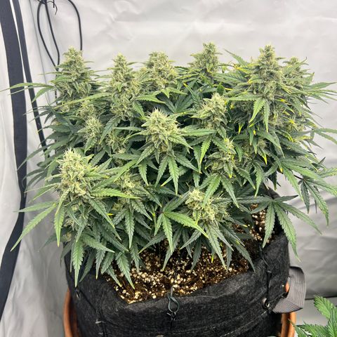 Wedding Cheesecake ❤️ growlog timeline photo