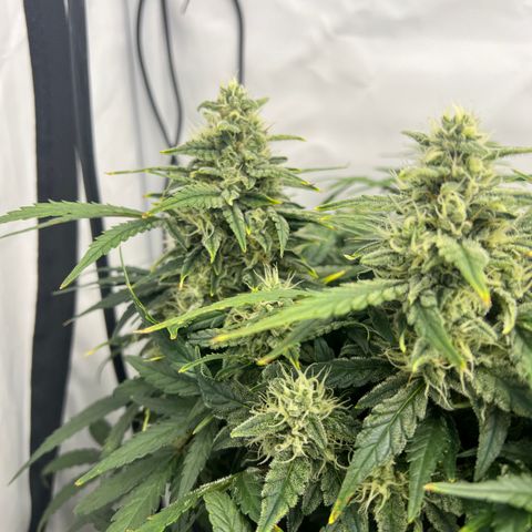 Wedding Cheesecake ❤️ growlog timeline photo