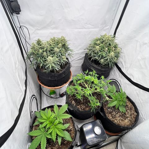 Epic Buzz growlog timeline photo