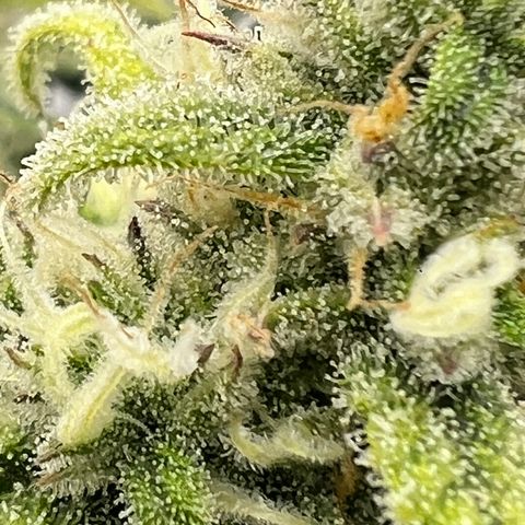 Amnesia Zkittlez Auto growlog timeline photo