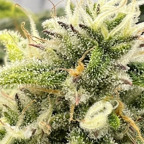Amnesia Zkittlez Auto growlog timeline photo