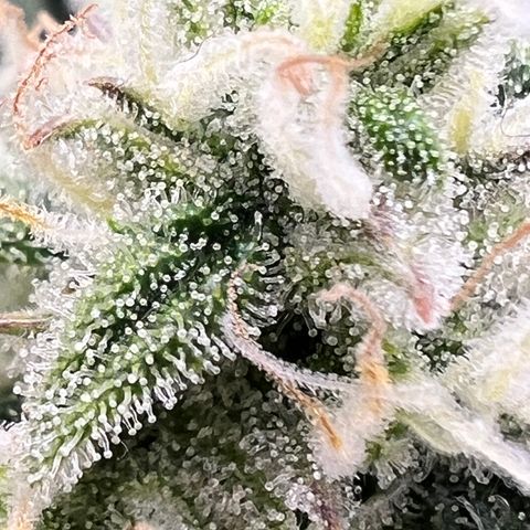 Amnesia Zkittlez Auto growlog timeline photo