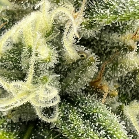 Wedding Cheesecake ❤️ growlog timeline photo