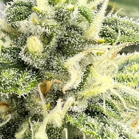 Wedding Cheesecake ❤️ growlog timeline photo