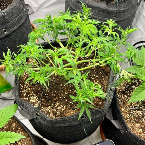 Epic Buzz growlog timeline photo