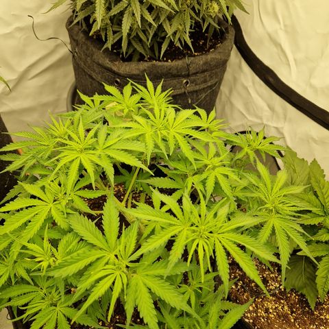 Epic Buzz growlog timeline photo