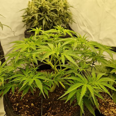 Epic Buzz growlog timeline photo