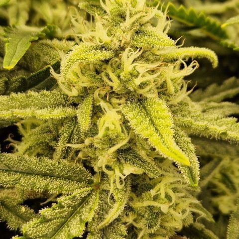 Amnesia Zkittlez Auto growlog timeline photo