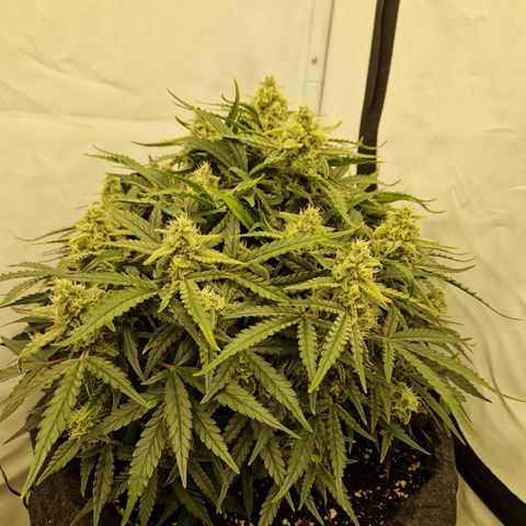 Amnesia Zkittlez Auto growlog timeline photo