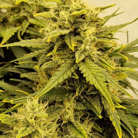 Wedding Cheesecake ❤️ growlog timeline photo