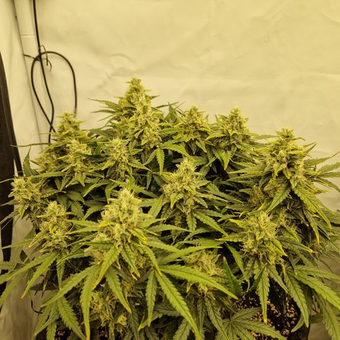Wedding Cheesecake ❤️ growlog timeline photo