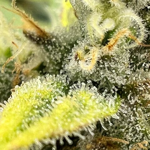 Wedding Cheesecake ❤️ growlog timeline photo