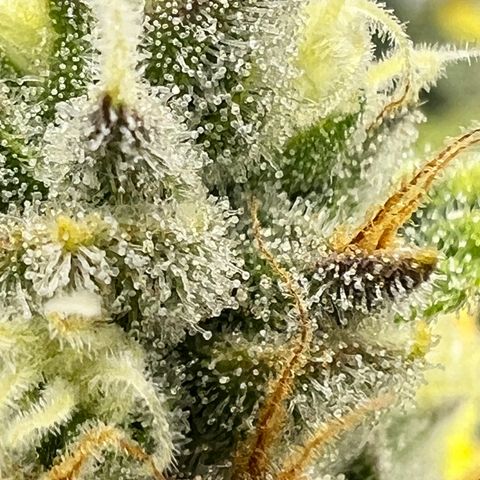 Wedding Cheesecake ❤️ growlog timeline photo