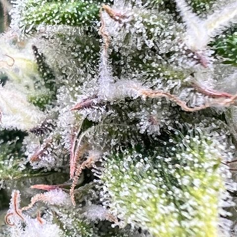 Amnesia Zkittlez Auto growlog timeline photo