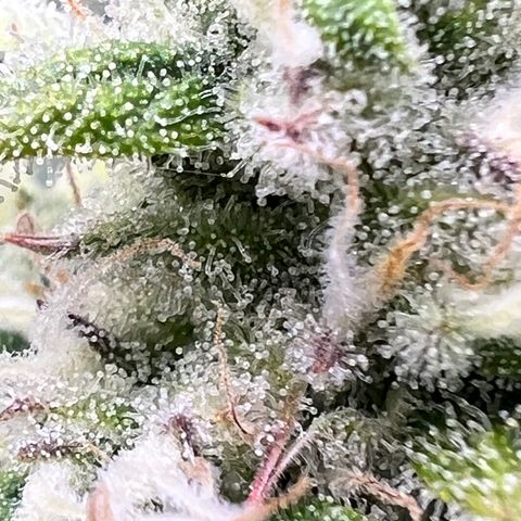 Amnesia Zkittlez Auto growlog timeline photo