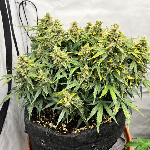 Wedding Cheesecake ❤️ growlog timeline photo
