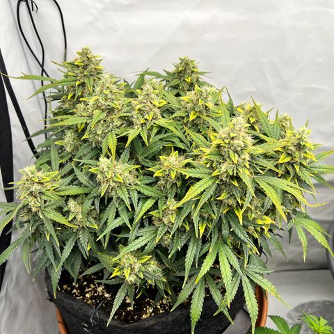 Wedding Cheesecake ❤️ growlog timeline photo