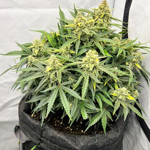 Amnesia Zkittlez Auto growlog timeline photo