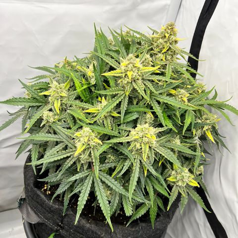 Amnesia Zkittlez Auto growlog timeline photo