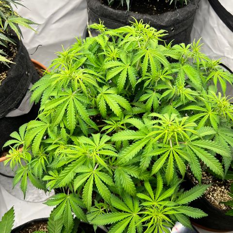 Epic Buzz growlog timeline photo