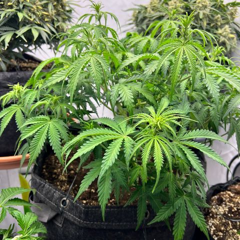 Epic Buzz growlog timeline photo